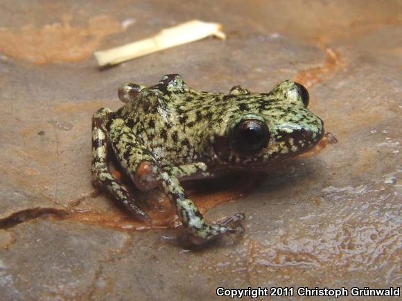 Bigear Chirping Frog (Eleutherodactylus verrucipes)