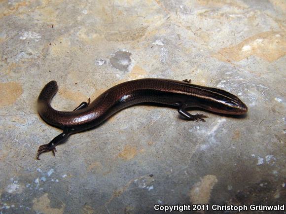 Southern Pygmy Skink (Plestiodon parvulus)