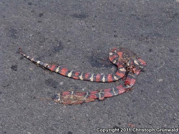 Nelson's Milksnake (Lampropeltis triangulum nelsoni)