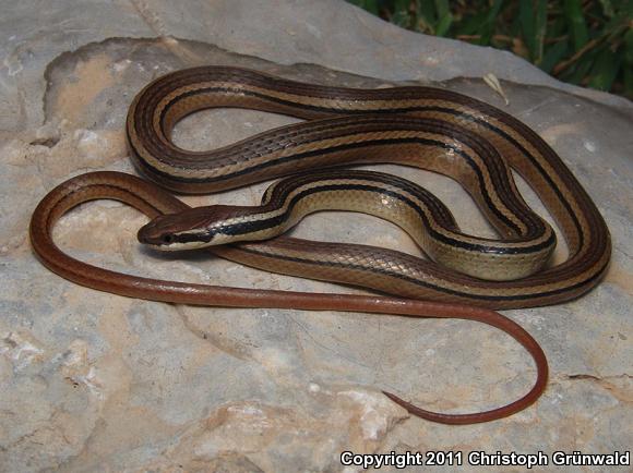 Western Graceful Brownsnake (Rhadinaea hesperia)