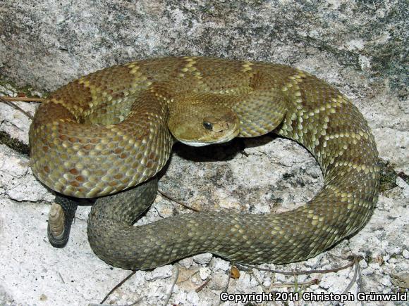 Mexican West Coast Rattlesnake (Crotalus basiliscus)