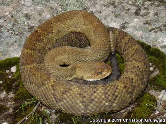 Mexican West Coast Rattlesnake (Crotalus basiliscus)