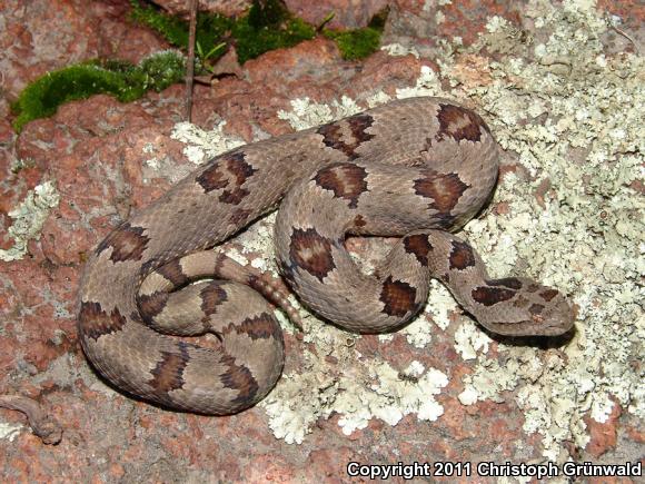 Queretaran Dusky Rattlesnake (Crotalus aquilus)