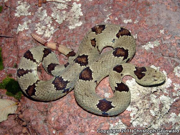 Queretaran Dusky Rattlesnake (Crotalus aquilus)