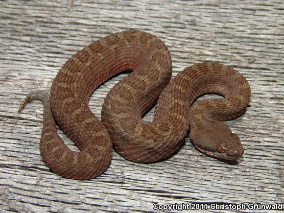 Western Dusky Rattlesnake (Crotalus triseriatus armstrongi)