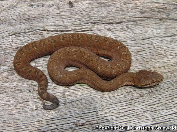 Western Dusky Rattlesnake (Crotalus triseriatus armstrongi)