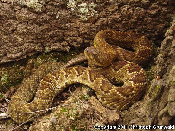 Mexican West Coast Rattlesnake (Crotalus basiliscus)