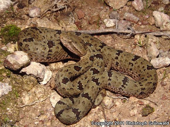 Durango Rock Rattlesnake (Crotalus lepidus maculosus)