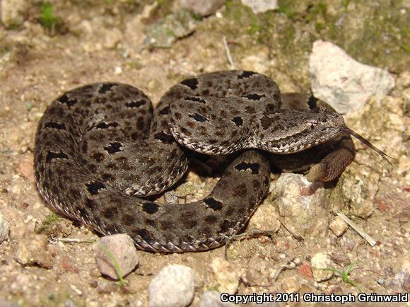 Durango Rock Rattlesnake (Crotalus lepidus maculosus)
