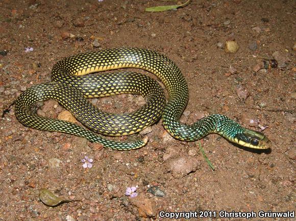 Central American Speckled Racer (Drymobius margaritiferus fistulosus)