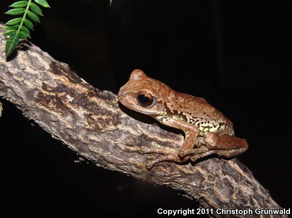 Mexican Fringe-limbed Treefrog (Plectrohyla bistincta)