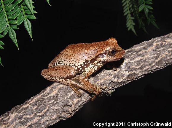 Mexican Fringe-limbed Treefrog (Plectrohyla bistincta)