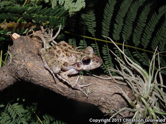 Western Barking Frog (Craugastor augusti cactorum)