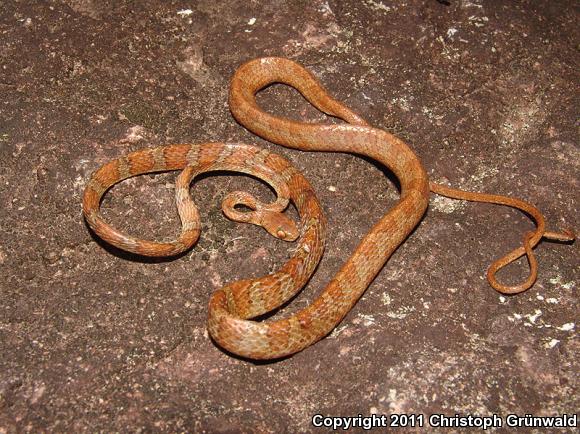 Red Blunthead Tree Snake (Imantodes gemmistratus latistratus)