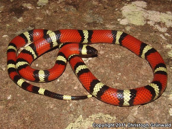 Nelson's Milksnake (Lampropeltis triangulum nelsoni)