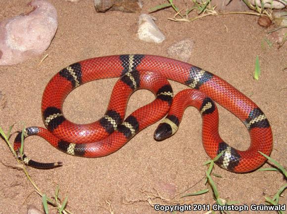 Nelson's Milksnake (Lampropeltis triangulum nelsoni)