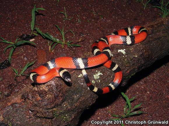 Nelson's Milksnake (Lampropeltis triangulum nelsoni)