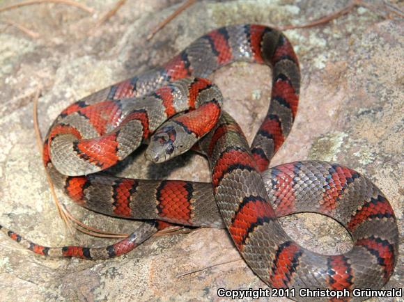 Greer's Mountain Kingsnake (Lampropeltis mexicana greeri)