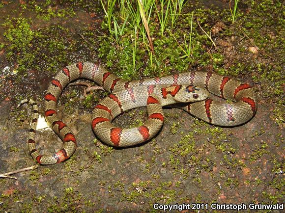 Greer's Mountain Kingsnake (Lampropeltis mexicana greeri)