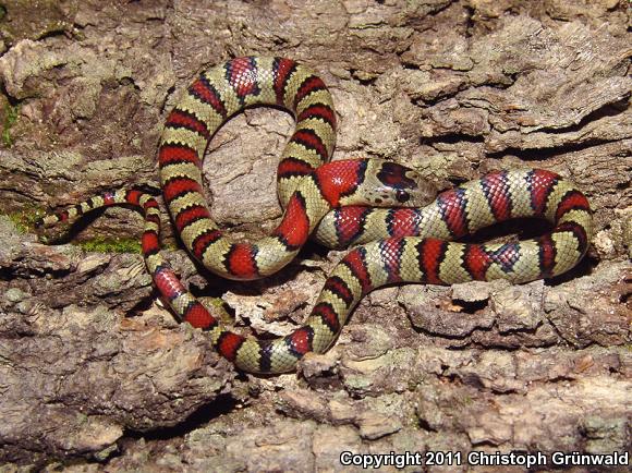 Greer's Mountain Kingsnake (Lampropeltis mexicana greeri)