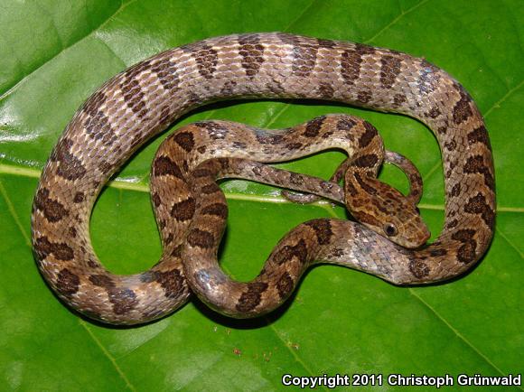 Bresson's Splendid Cat-eyed Snake (Leptodeira splendida bressoni)