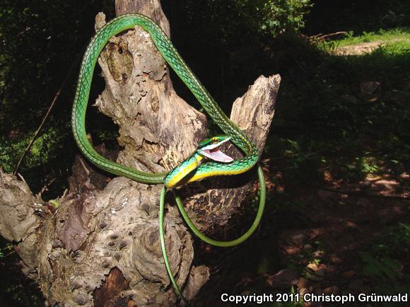 Pacific Coast Parrot Snake (Leptophis diplotropis diplotropis)