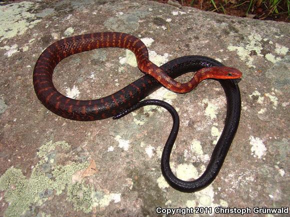 Clifton's Lizard Eater (Mastigodryas cliftoni)