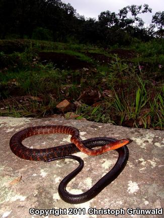 Clifton's Lizard Eater (Mastigodryas cliftoni)