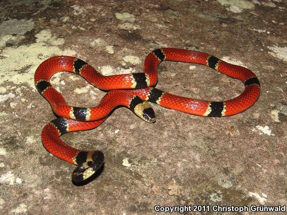 Common Clear-banded Coralsnake (Micrurus distans distans)