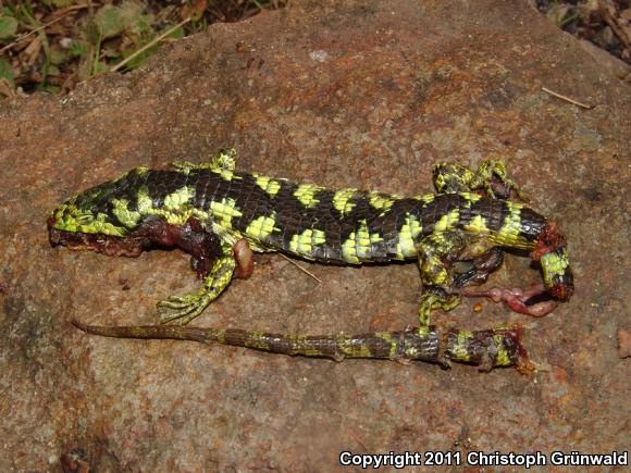 Banded Arboreal Alligator Lizard (Abronia taeniata)