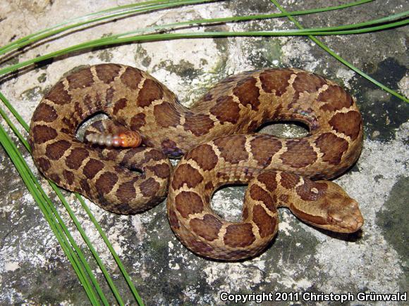 Queretaran Dusky Rattlesnake (Crotalus aquilus)