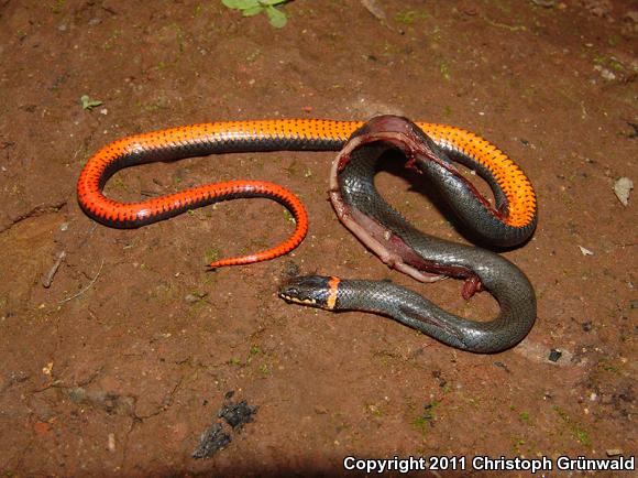 Dugès's Ring-necked Snake (Diadophis punctatus dugesii)