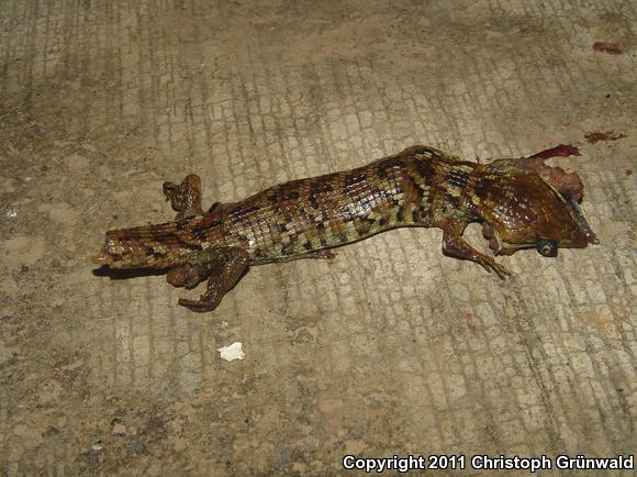 Weigman's Alligator Lizard (Gerrhonotus liocephalus)