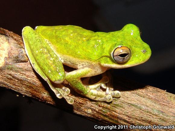 Small-eared Treefrog (Ecnomiohyla miotympanum)