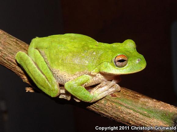 Small-eared Treefrog (Ecnomiohyla miotympanum)