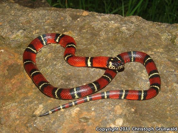 Smith's Milksnake (Lampropeltis triangulum smithi)