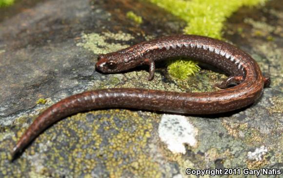 Hell Hollow Slender Salamander (Batrachoseps diabolicus)