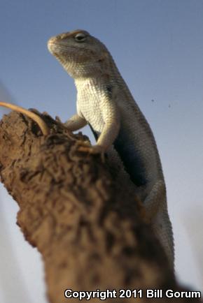 Dunes Sagebrush Lizard (Sceloporus arenicolus)