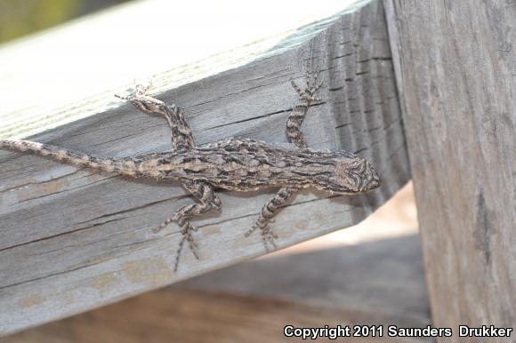 Texas Tree Lizard (Urosaurus ornatus ornatus)