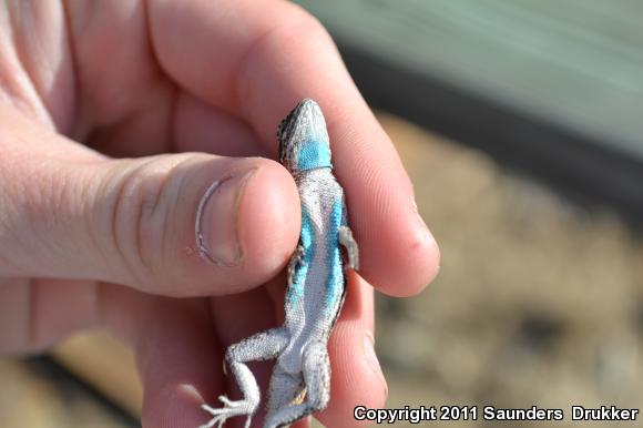 Texas Tree Lizard (Urosaurus ornatus ornatus)