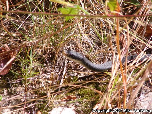 Northern  Black Racer (Coluber constrictor constrictor)