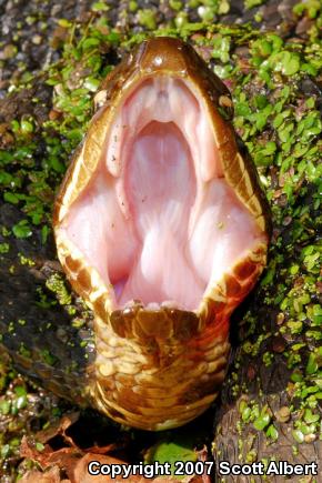 Western Cottonmouth (Agkistrodon piscivorus leucostoma)