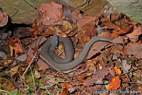 Western Cottonmouth (Agkistrodon piscivorus leucostoma)