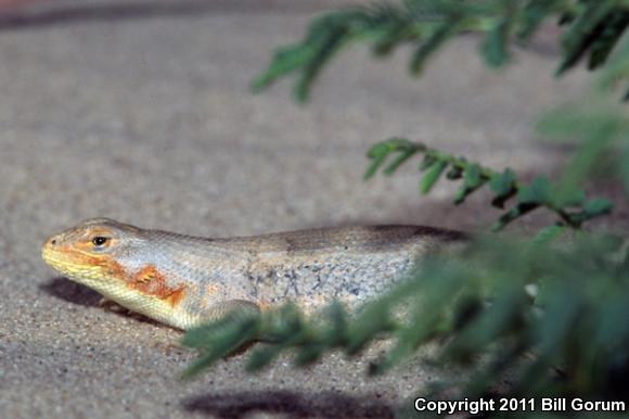 Dunes Sagebrush Lizard (Sceloporus arenicolus)