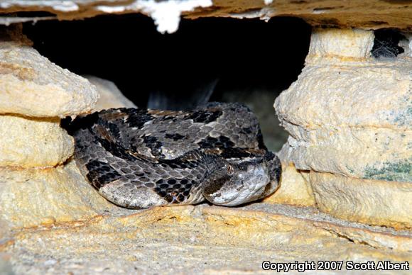 Timber Rattlesnake (Crotalus horridus)