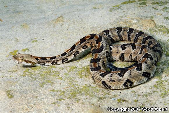 Timber Rattlesnake (Crotalus horridus)