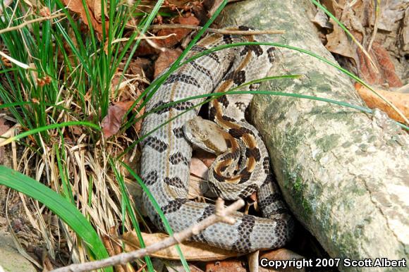 Timber Rattlesnake (Crotalus horridus)