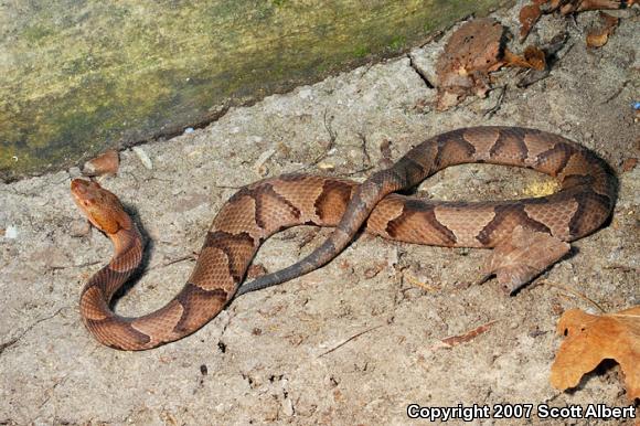 Northern  Copperhead (Agkistrodon contortrix mokasen)