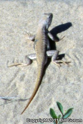 Dunes Sagebrush Lizard (Sceloporus arenicolus)