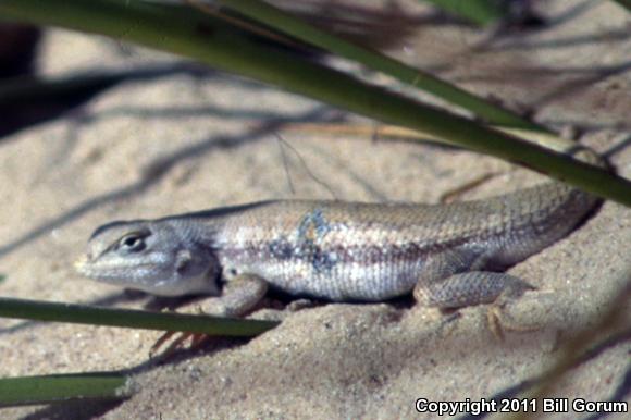 Dunes Sagebrush Lizard (Sceloporus arenicolus)